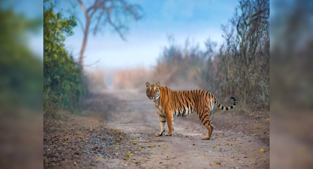 uttar-pradesh-gets-its-4th-tiger-reserve-with-ranipur-tiger-reserve