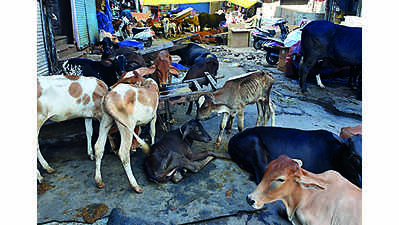 HC to govt: Make action plan against stray cattle