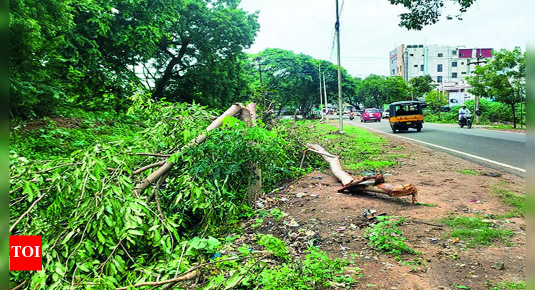 Tangedco: Tangedco Draws Flak For Axing Native Trees | Trichy News ...