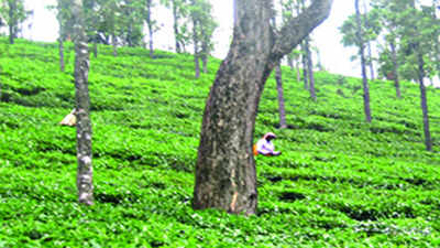Handing over leased forest land will benefit Tantea: Minister in Coimbatore