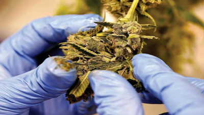 Goa: Moira resident grows cannabis at home, held