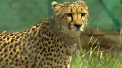Madhya Pradesh: Two cheetahs released to larger bomas inside Kuno