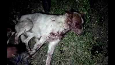 Nagpur: Stray dog beaten up, tooth broken, eye popped out, bleeds to death