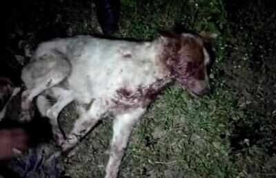 Nagpur: Stray dog beaten up, tooth broken, eye popped out, bleeds to death