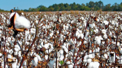 India’s cotton yarn exports fall 59% in first half of 2022-23
