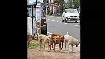Anti-rabies drive: Kerala govt nod to procure 4 lakh vaccine doses ...