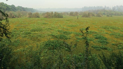 Haryana: In search of migratory flocks & cleaner air, just 2 hours away