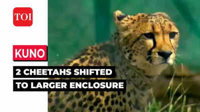 Madhya Pradesh: Two cheetahs released to larger bomas inside Kuno