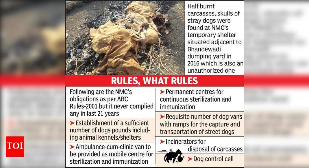 1L stray dogs, no authorized shelter, but NMC asks citizens to call its