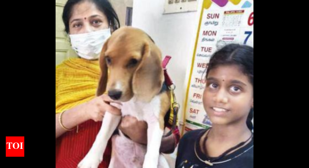 Chennai Food delivery agent who stole pet dog arrested Chennai News