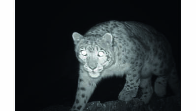 Camera-trap brings snow leopards to the fore in J&K