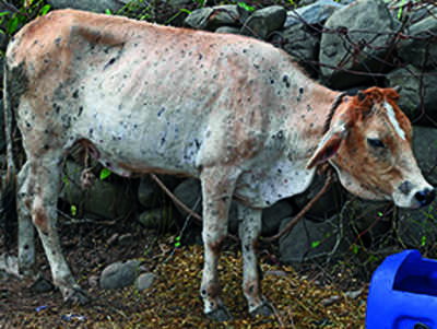 With Cows Vaxxed, Lumpy Skin Disease Now Hitting Calves - Times of India
