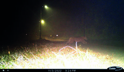 NSI staffers taking measures amidst reports of leopard spotted on campus