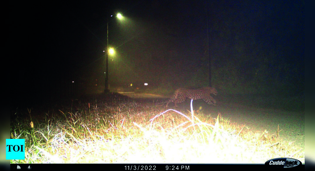 Nsi Staffers Taking Measures Amidst Reports Of Leopard Spotted On ...