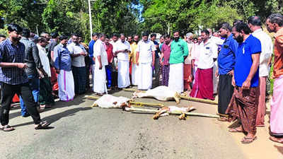 Kerala: Tiger strikes in Wayanad again, kills seven goats