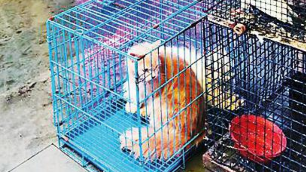 apla: Rights Group Seeks Action Against Unlicenced Pet Shops | Aurangabad  News - Times of India