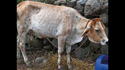 Maharashtra: With cows vaccinated, lumpy skin disease hits calves