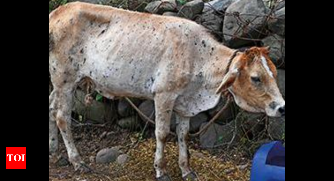 Maharashtra With Cows Vaccinated Lumpy Skin Disease Hits Calves Nagpur News Times Of India 8746