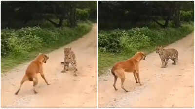 Watch: Video of dog scaring away leopard goes viral, stuns internet
