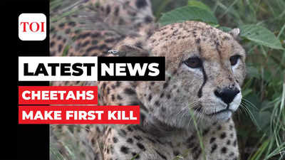 MP: Cheetahs make first kill inside Kuno National Park