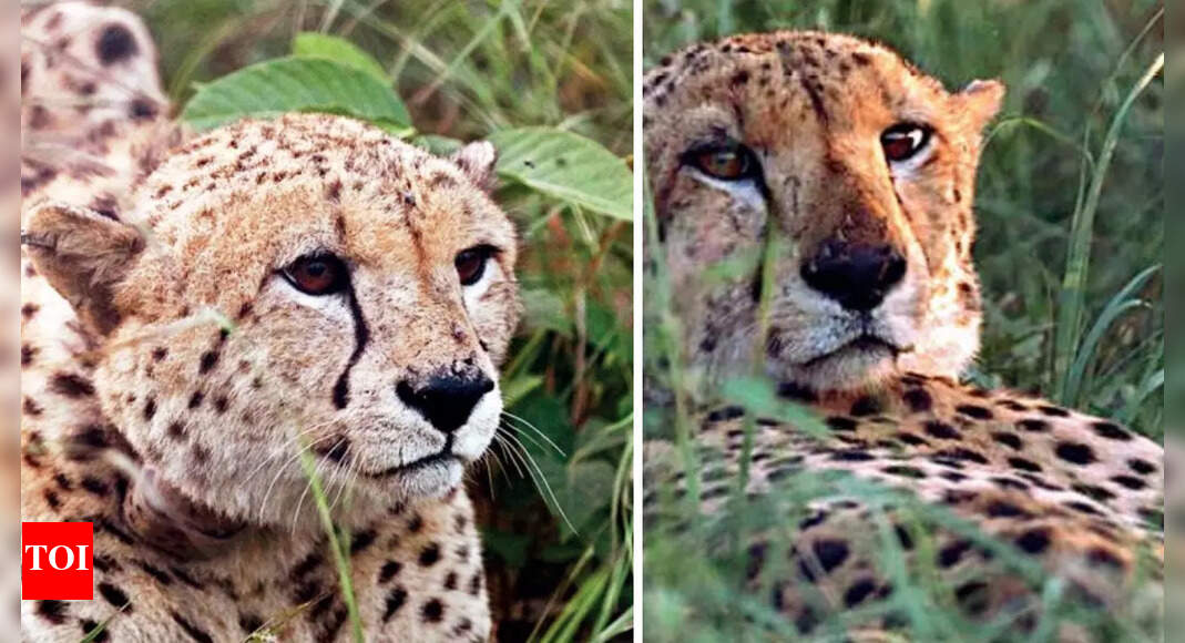 Elton & Freddie rock: India&rsquo;s first cheetah kill in 75 years
