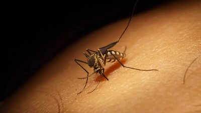 Repeat dengue infections more serious than 1st: Doctors