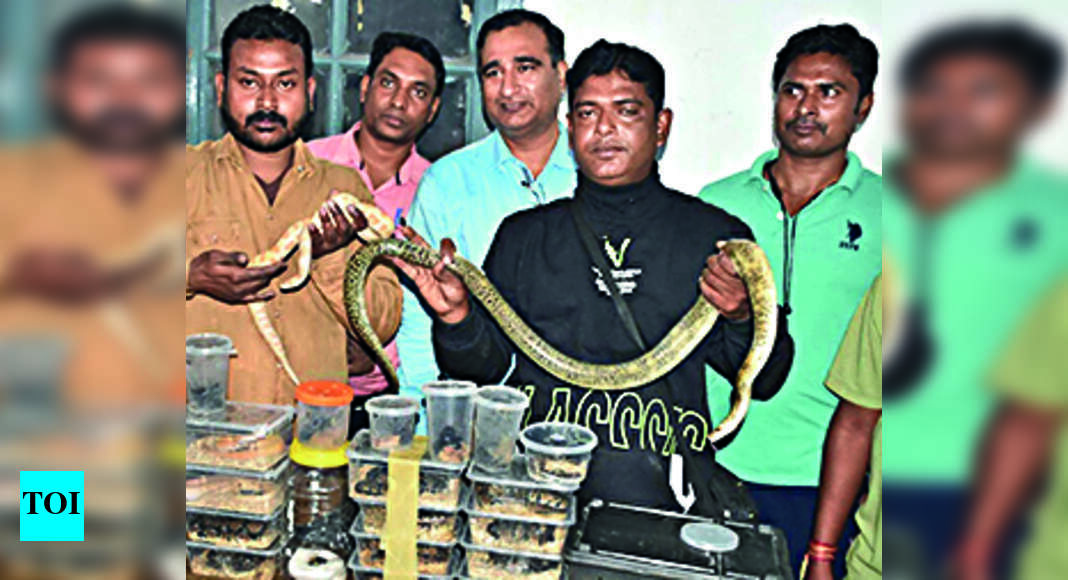 Rpf Pune Woman Held With 27 Venomous Snakes Ranchi News Times of India