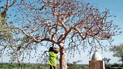 Gujarat assembly polls 2022: In dinosaur land, revolt over fossilized facilities