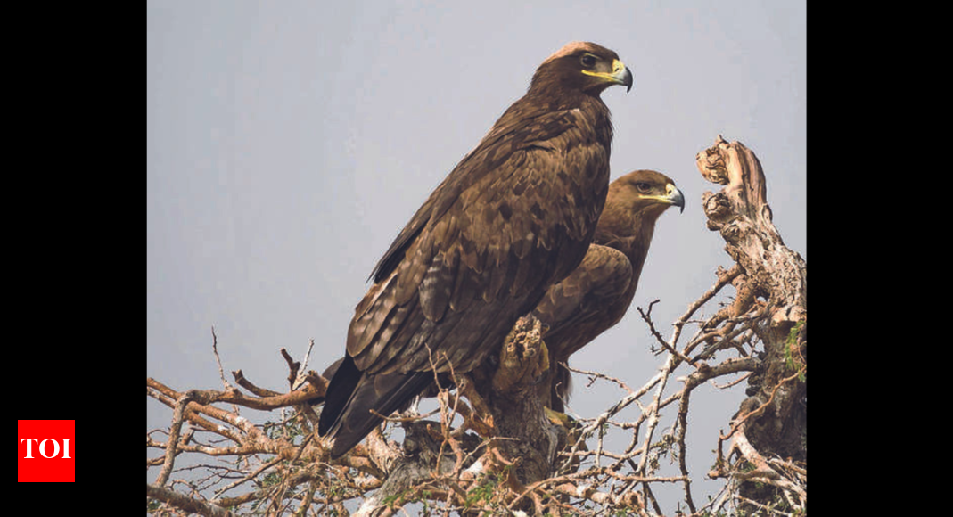 Delhi: Raptor census to put a number to birds of prey | Delhi News ...