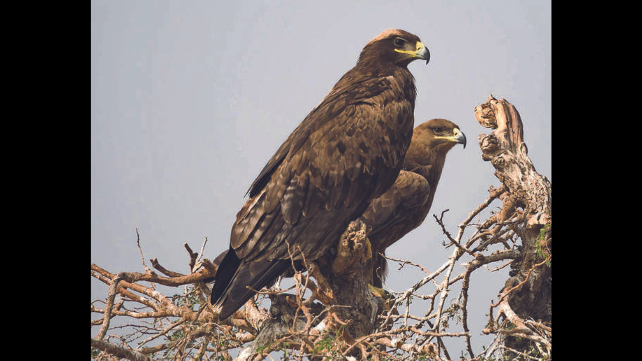 What Are Birds of Prey? Explore All 13 Types of Raptor - Textbook Travel