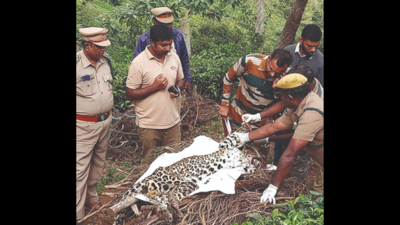 Tamil Nadu: Leopard found dead in Kotagiri