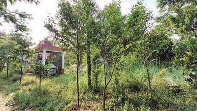 Memorial revamp: Greens worried about loss of trees in Mangaluru