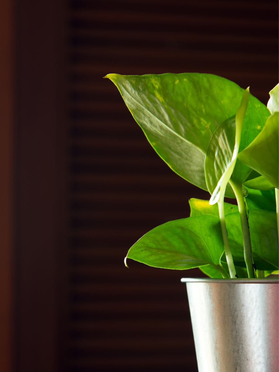 Low Light Houseplants That Thrive Without Direct Sunlight Times Of India