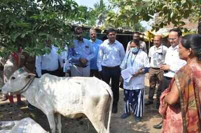 Sachindra Pratap Singh examines cattle affected by lumpy skin disease in Yavatmal