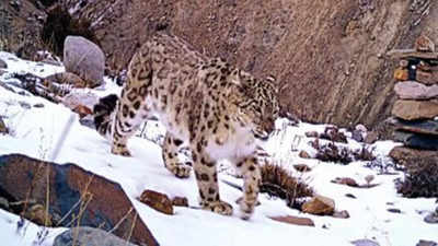 Why snow leopards aren’t elusive anymore