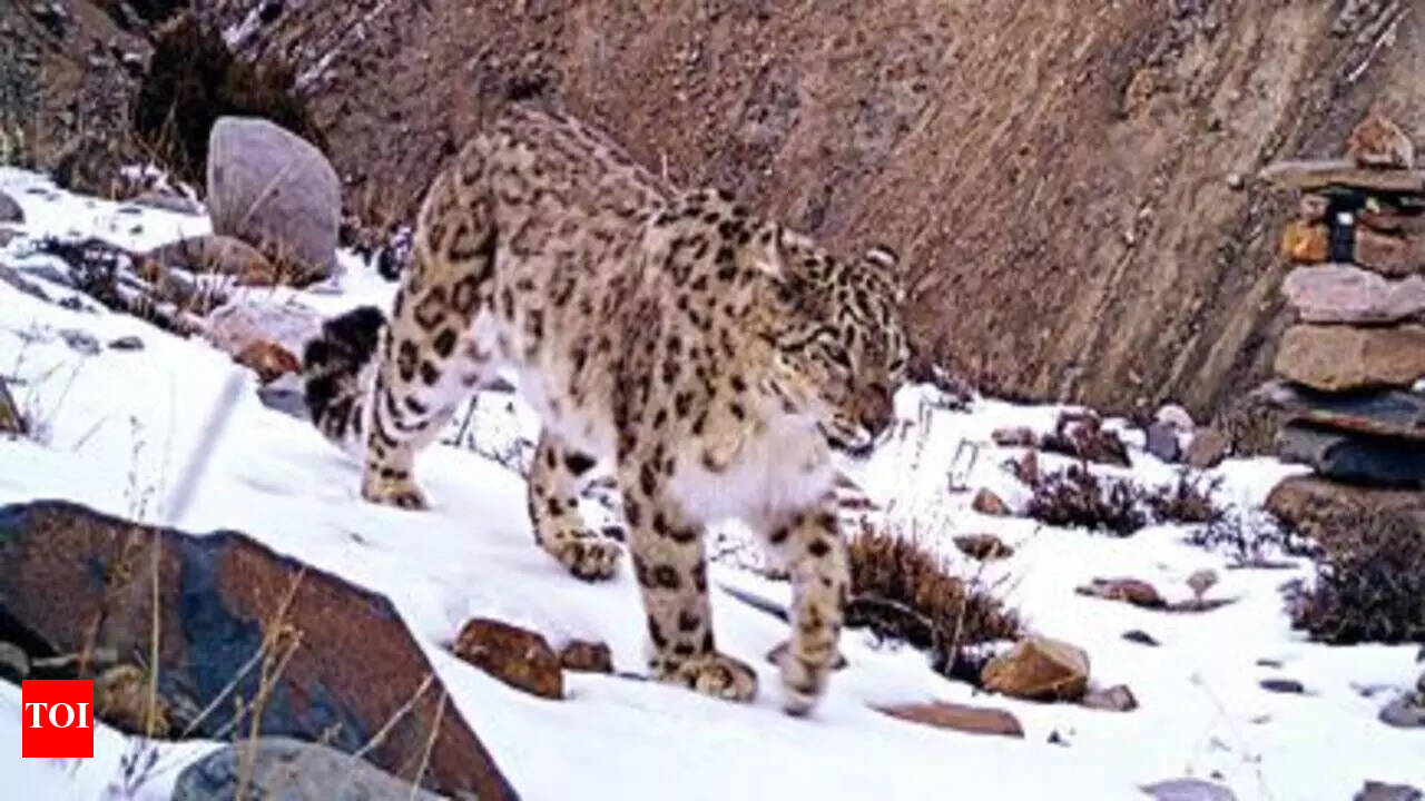 Elusive Snow Leopard 中文 Best Sale | fast-lisa.unibo.it