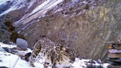 Sightings of snow leopard shoot up