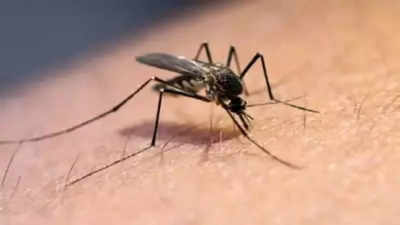 Ahmedabad Municipal Corporation teams find mosquitos breeding in 10,000 houses