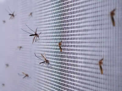 Dengue reinfections up, can be fatal unless treated promptly