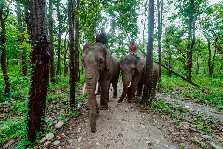 Valmiki Tiger Reserve, West Champaran