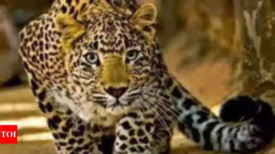 Mumbai: Woman hospitalised after leopard attacks her at Aarey Colony