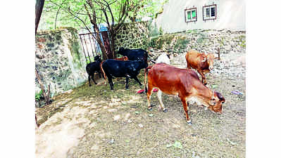 Deolali Cantt Board takes up drive to impound cattle