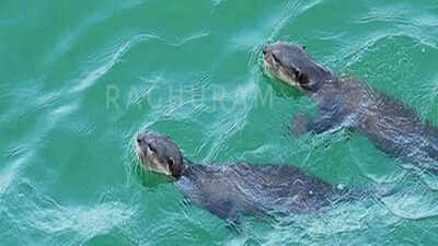 Otters thrive in Vani Vilas Dam, but fishermen worried