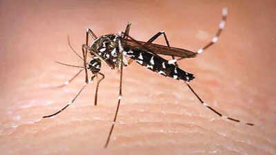 Allahabad: Notice to 136 house owners to destroy mosquito breeding sites