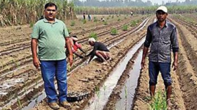 Uttar Pradesh: Cane authorities to lodge FIRs for overpriced seed, rate list issued