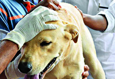 Administration of anti-rabies vax in dogs takes a backseat