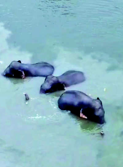 Wild elephants spread fear at Hosur Sipcot estate