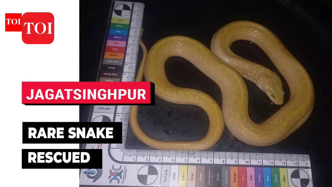 Odisha: Fisherman finds rare Leucistic Checkered Keel Back snake in ...