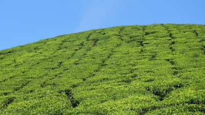 Kerala: Residents under threat as wild jumbos enter residential areas, tea estates