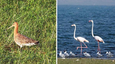 Maharashtra: 112 waterbird species recorded in six state wetlands as part of survey